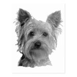 Yorkshire Terrier Stylised Image postcards
