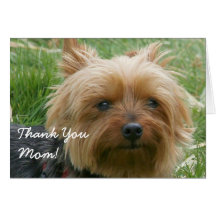 Yorkshire Terrier Thank You Greeting Card
