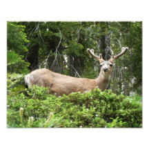 Yosemite Deer Photo Print
