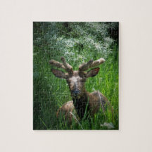 Young Bull Elk In Velvet Puzzles