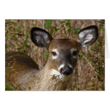 Young deer Father's Day Greeting Card