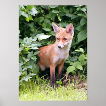 Young Fox 1 Print