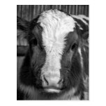 Young Holstein Dairy Bull Calf in Black and White Postcard