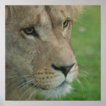 Young Lion Poster