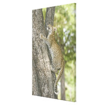 Young male leopard (Panthera Pardus) climbing Gallery Wrap Canvas