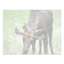 Young moose eating grass announcement