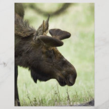 Young moose grazing in a field personalized flyer