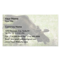 Young moose walking business card
