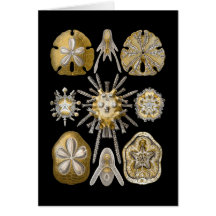 Young Sea Urchins Greeting Cards