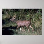 Young stag print
