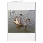 Young Swans Lake Greeting Cards