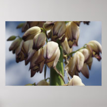 Yucca Blossoms Posters