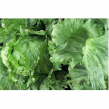 Yummy Iceberg lettuce Acrylic Cut Outs