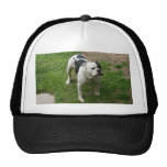 Zane - American Bulldog! Trucker Hat