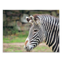 Zebra animal photo print