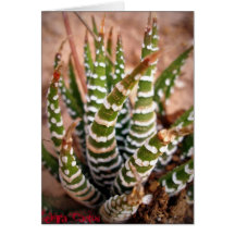 Zebra Cactus Cards
