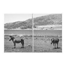 Zebra Canvas Prints