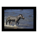 Zebra in Water Greeting Card