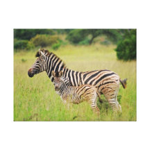Zebra mum and baby canvas prints