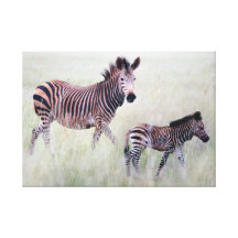 Zebra mum and baby stretched canvas prints