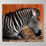 Zebra Posters