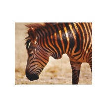Zebra sizzling in the heat stretched canvas print