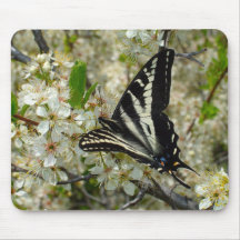 Zebra Swallowtail Butterfly Mouse Pad