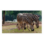 zebras business card