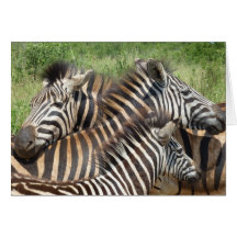 Zebras South Africa Cards