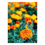 Zinnias garden flowers invite