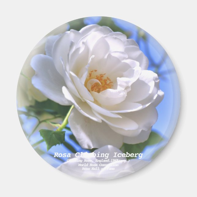 つるアイスバーグ MAGNET (Front)