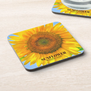 ひまわり COASTER