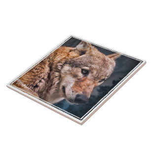 オオカミ タイル TILE