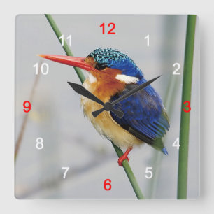 カワセミ SQUARE WALL CLOCK