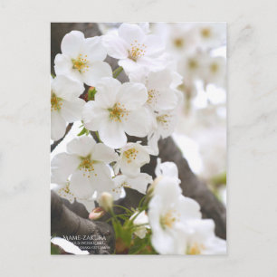 マメザクラ(Mame-zakura):Postcard Postcard