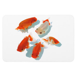ランチュウ MAGNET