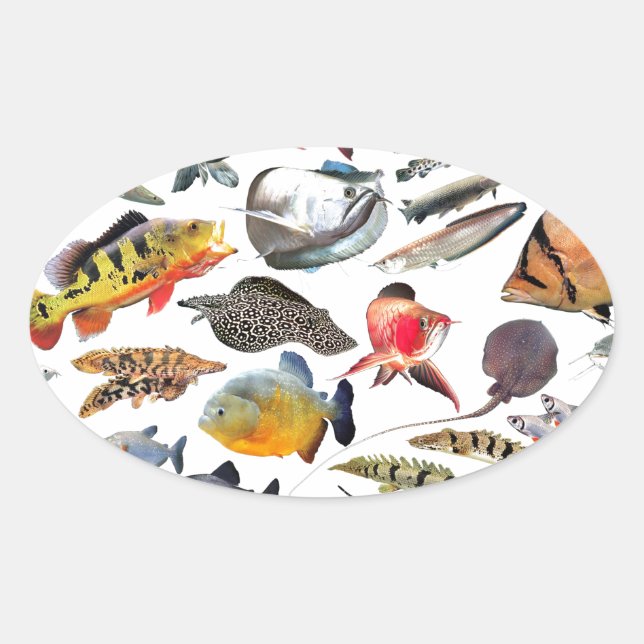 大型熱帯魚 OVAL STICKER (Front)