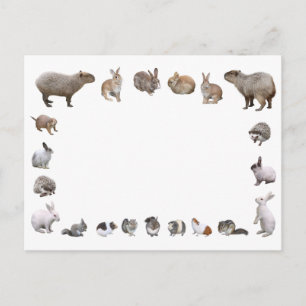 様々な小動物 POSTCARD