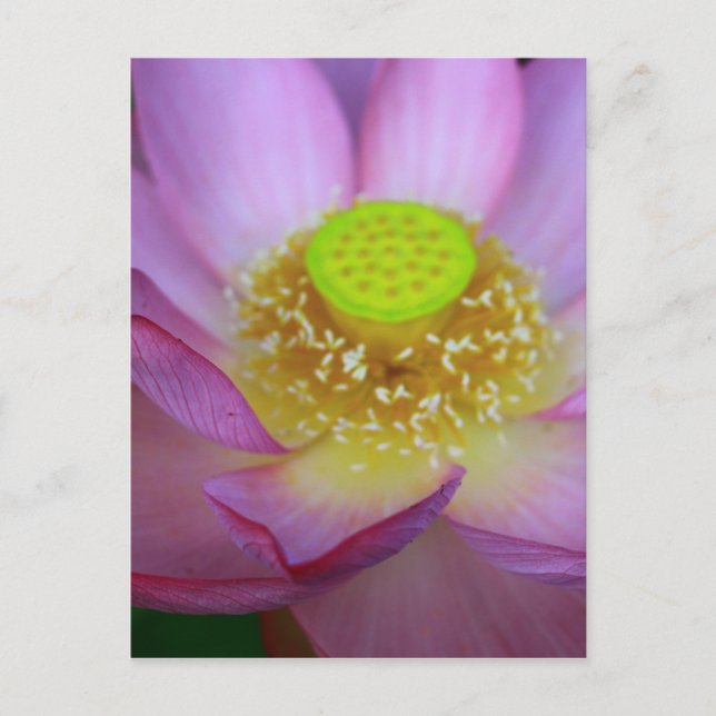 蓮 POSTCARD (Front)