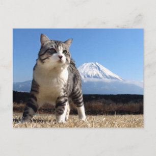 野良猫ニャン吉【いよっ日本一!】 POSTCARD