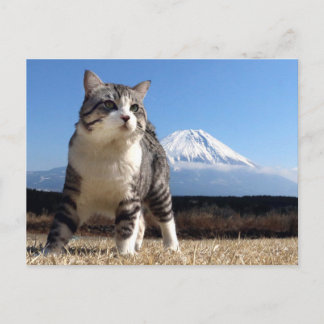野良猫ニャン吉【いよっ日本一!】 POSTCARD