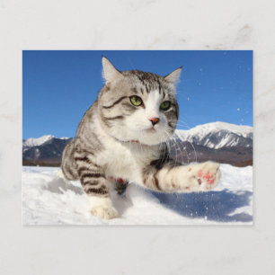 野 良 猫 ニ ャ ン 吉   ! 肉! POSTCARD