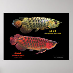 金と赤のAsian Arowana Poster