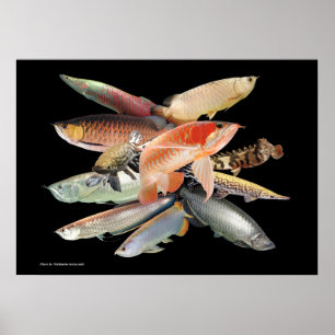 飛び出す大型熱帯魚たち,N0.01 POSTER