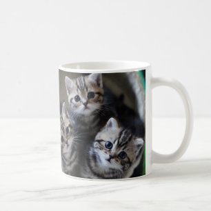 ３匹のアメリカンショートヘアの子猫たち　マグカップ COFFEE MUG