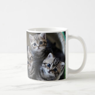 3匹のアメリカンショートヘアの子猫たち マグカップ COFFEE MUG
