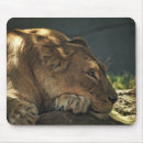 Search for shading mousepads Photography