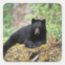 Search for omnivore stickers Park