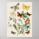Search for kirbies posters Butterfly