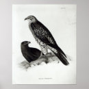 Search for birds of prey posters Feathers